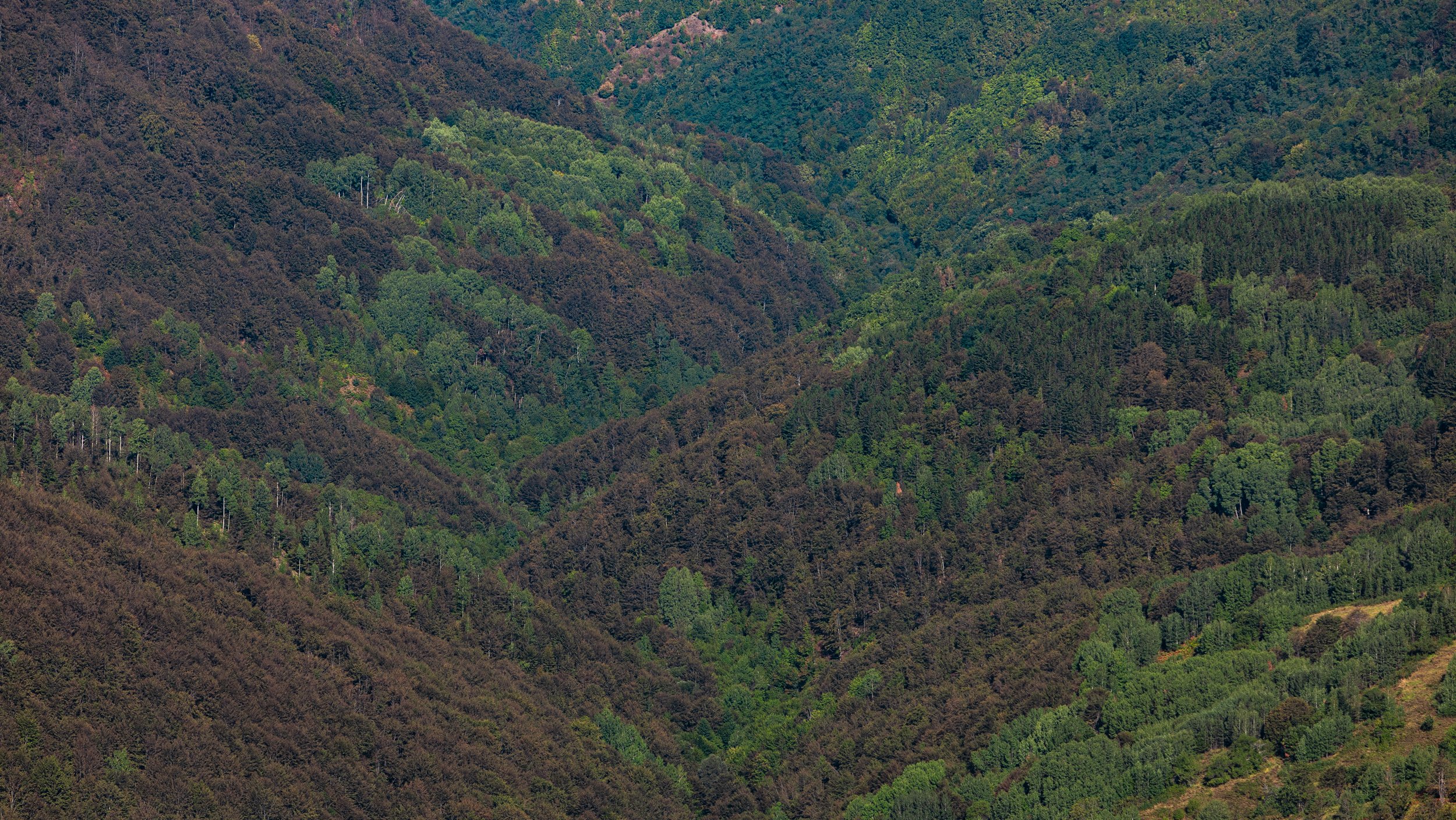 (FOTO) Stara planina - nacionalni park na papiru dve godine, u praksi daleko od toga dok klimatske promene uzimaju danak 3