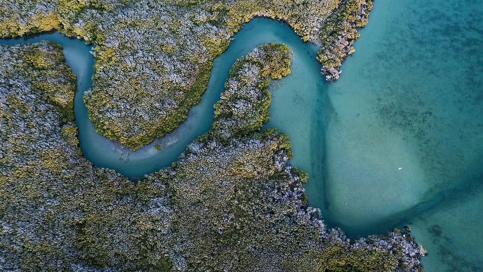 Obnova mangrova u laguni je važan deo borbe za očuvanje puta migracije kitova