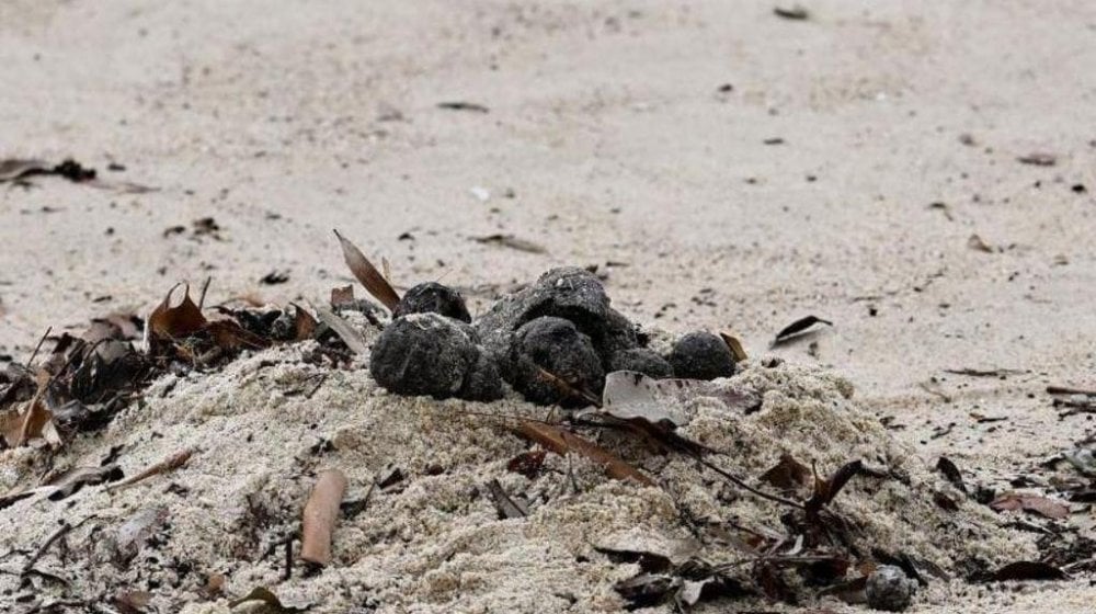 Šta su zapravo „odvratne” crne lopte na plažama u Sidneju 10