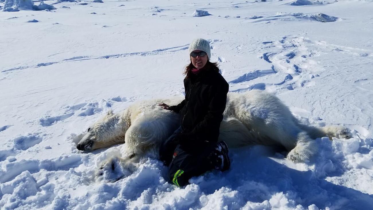 Biološkinja Karin Roud (sa uspavanim polarnim medvedom) i njene kolege prikupili su uzorke krvi da bi pratili zdravlje životinja 