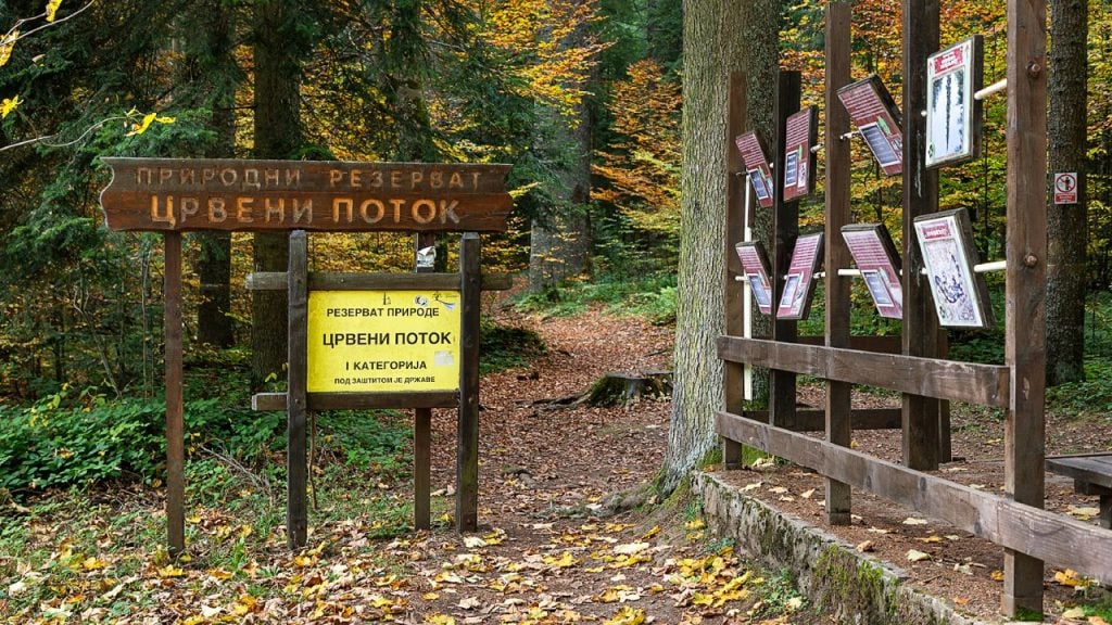 Na Tari, sudbina prirodnih staništa Pančićeve omorike visi o koncu 3