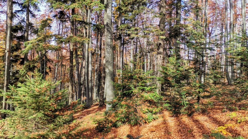 Park prirode "Veliki Jastrebac" proglašen za zaštićeno područje 1