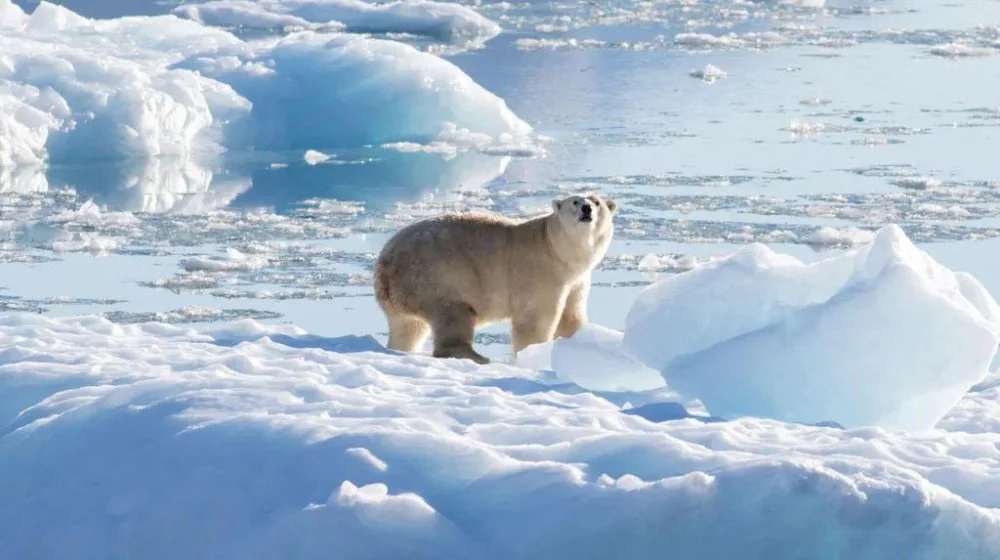 Kanađanin skočio na polarnog medveda da odbrani suprugu od napada 6