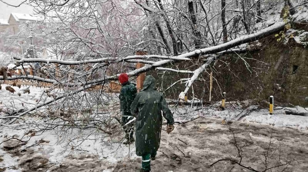 "Zelenilo": Sneg polomio stabla na više od 200 lokacija u Beogradu 9