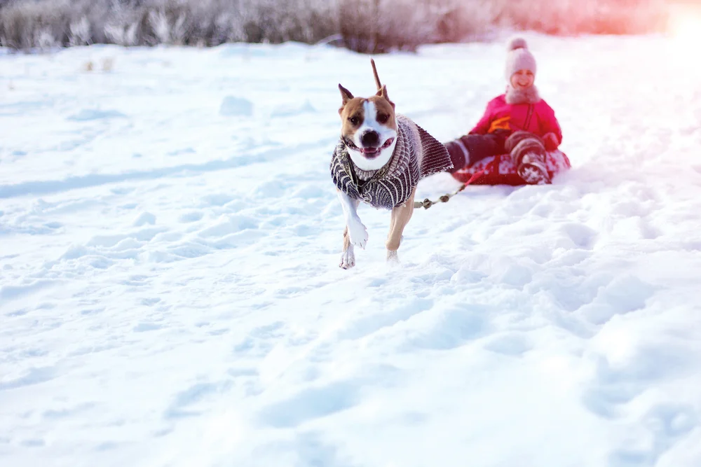 Koliko nisku temperaturu vaš pas može da podnese tokom šetnje? 1