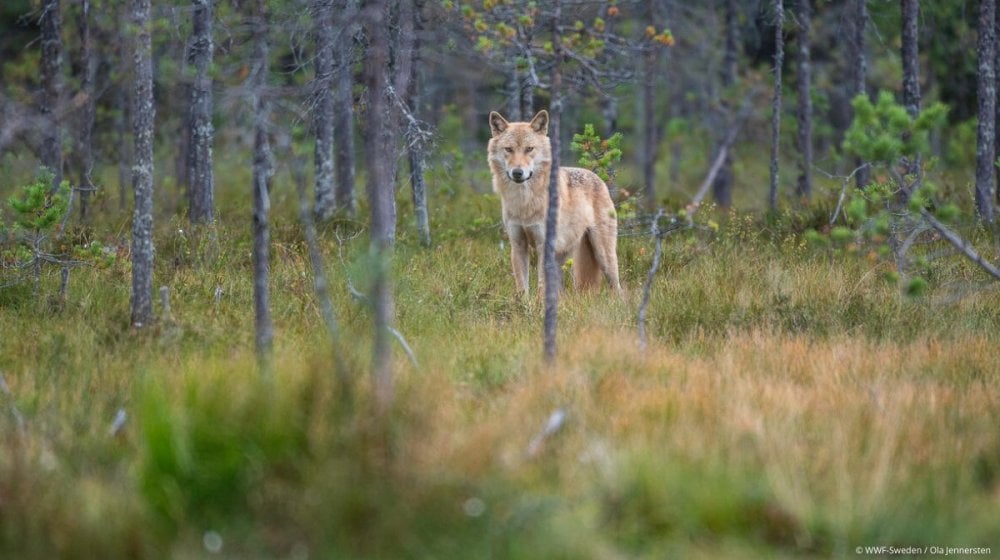 WWF Adria osudila odluku smanjenja statusa zaštite vukova: Ovo je motivisano ličnim razlozima Fon der Lajen 1