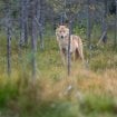 WWF Adria osudila odluku smanjenja statusa zaštite vukova: Ovo je motivisano ličnim razlozima Fon der Lajen 17