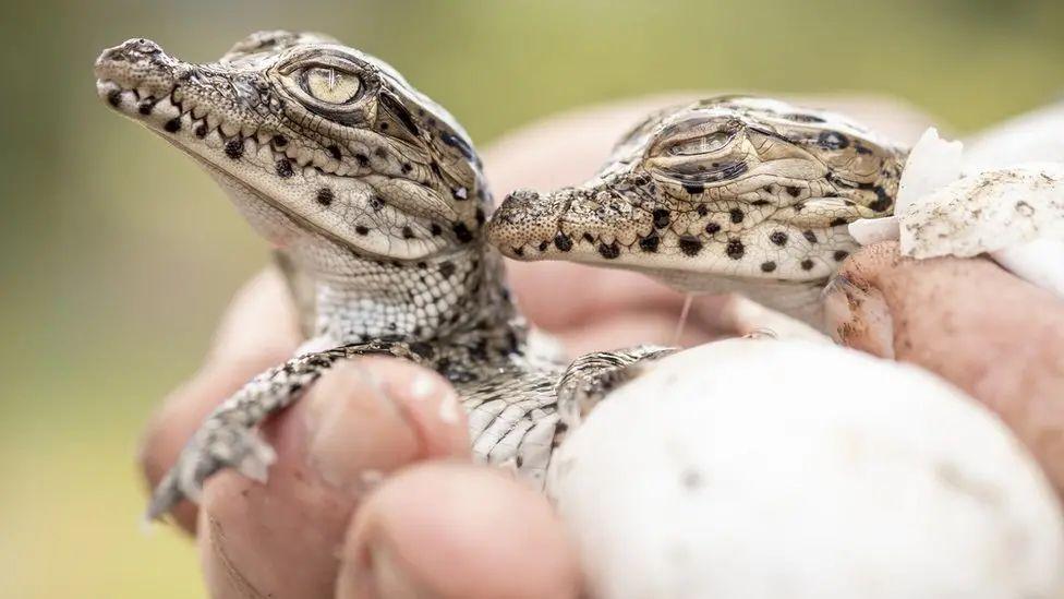 Kubanski krokodili u utočištu za razmnožavanje