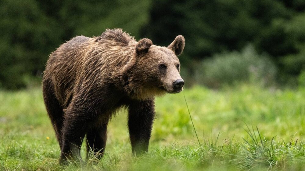 Medvedi procenili: Biće i dalje hladno 10